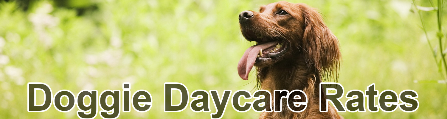 doggie-daycare-rates-canine-comforts-daycare-services